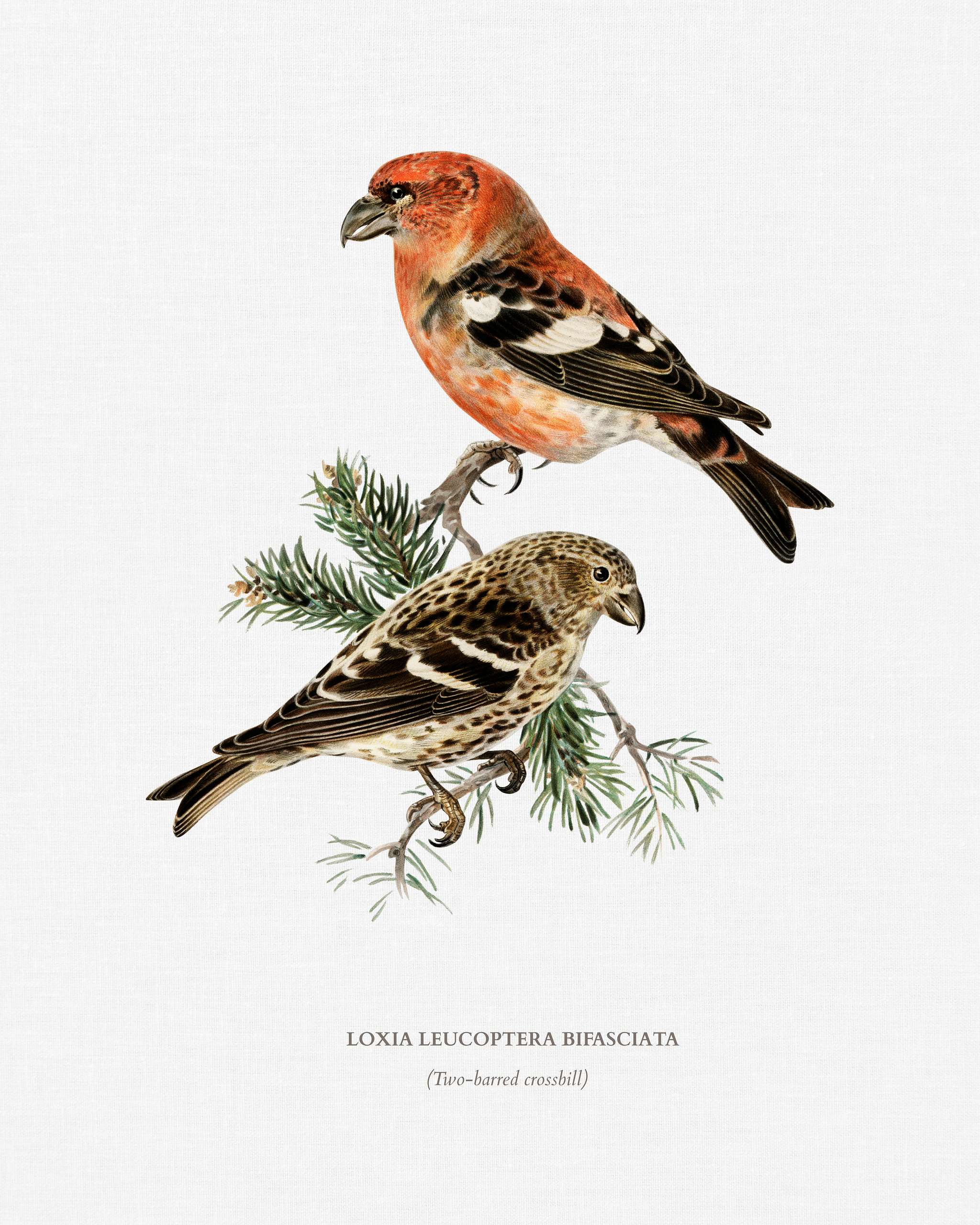 Two-barred crossbill (Loxia leucoptera bifasciata) illustrated by the von Wright brothers. Digitally enhanced from our own... Two-barred crossbill (Loxia leucoptera bifasciata) illustrated by the von Wright brothers. Digitally enhanced from our own...