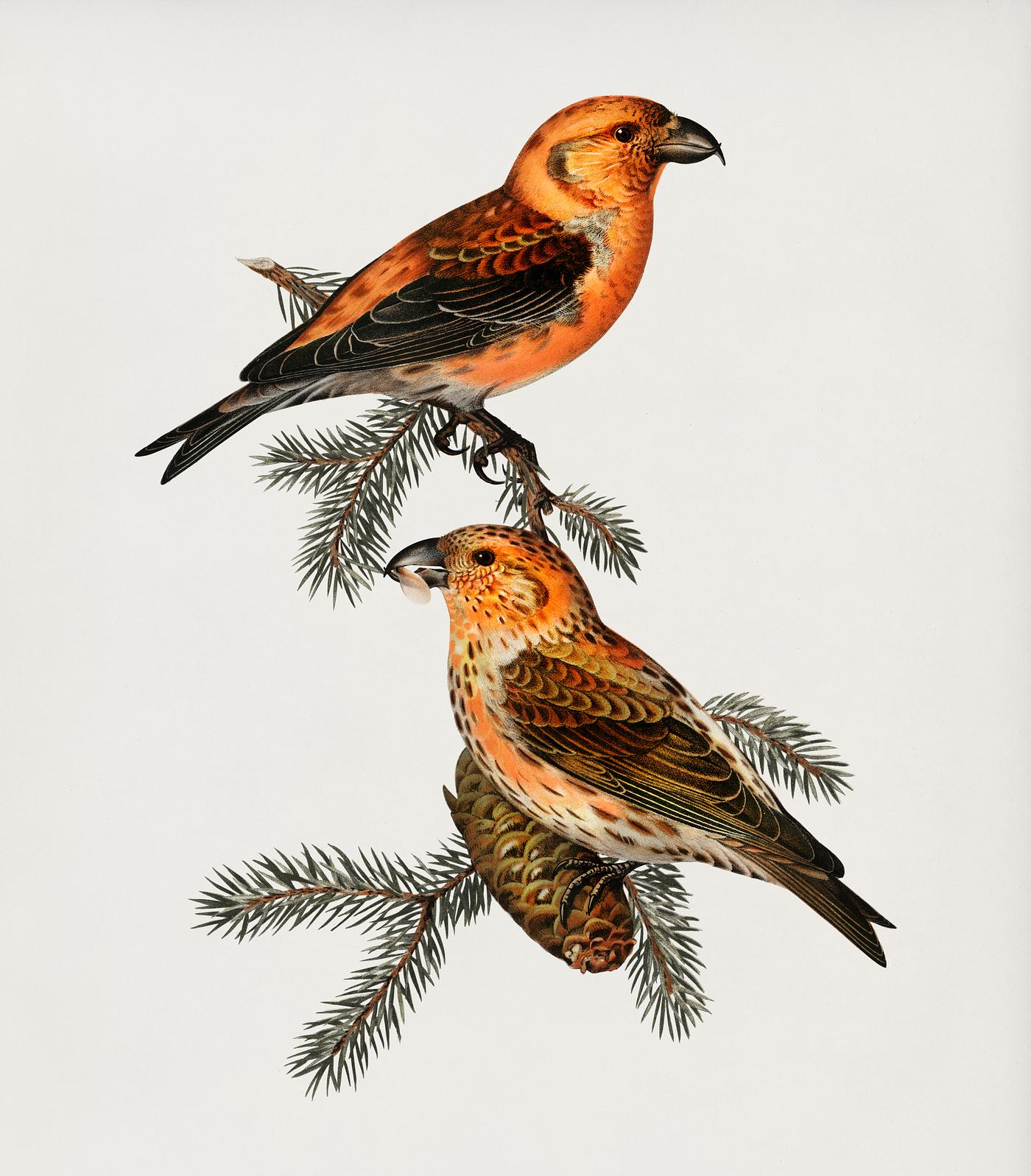Red crossbill (Loxia curvirostra bird) illustrated by the von Wright brothers. Digitally enhanced from our own 1929 folio... Red crossbill (Loxia curvirostra bird) illustrated by the von Wright brothers. Digitally enhanced from our own 1929 folio...