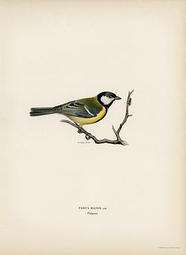Talgoxe (PARUS MAJOR LIN.) illustrated by the von Wright brothers. Digitally enhanced from our own 1929 folio version of Svenska Fåglar Efter Naturen Och Pa Sten Ritade. Talgoxe (PARUS MAJOR LIN.) illustrated by the von Wright brothers. Digitally enhanced from our own 1929 folio version of…