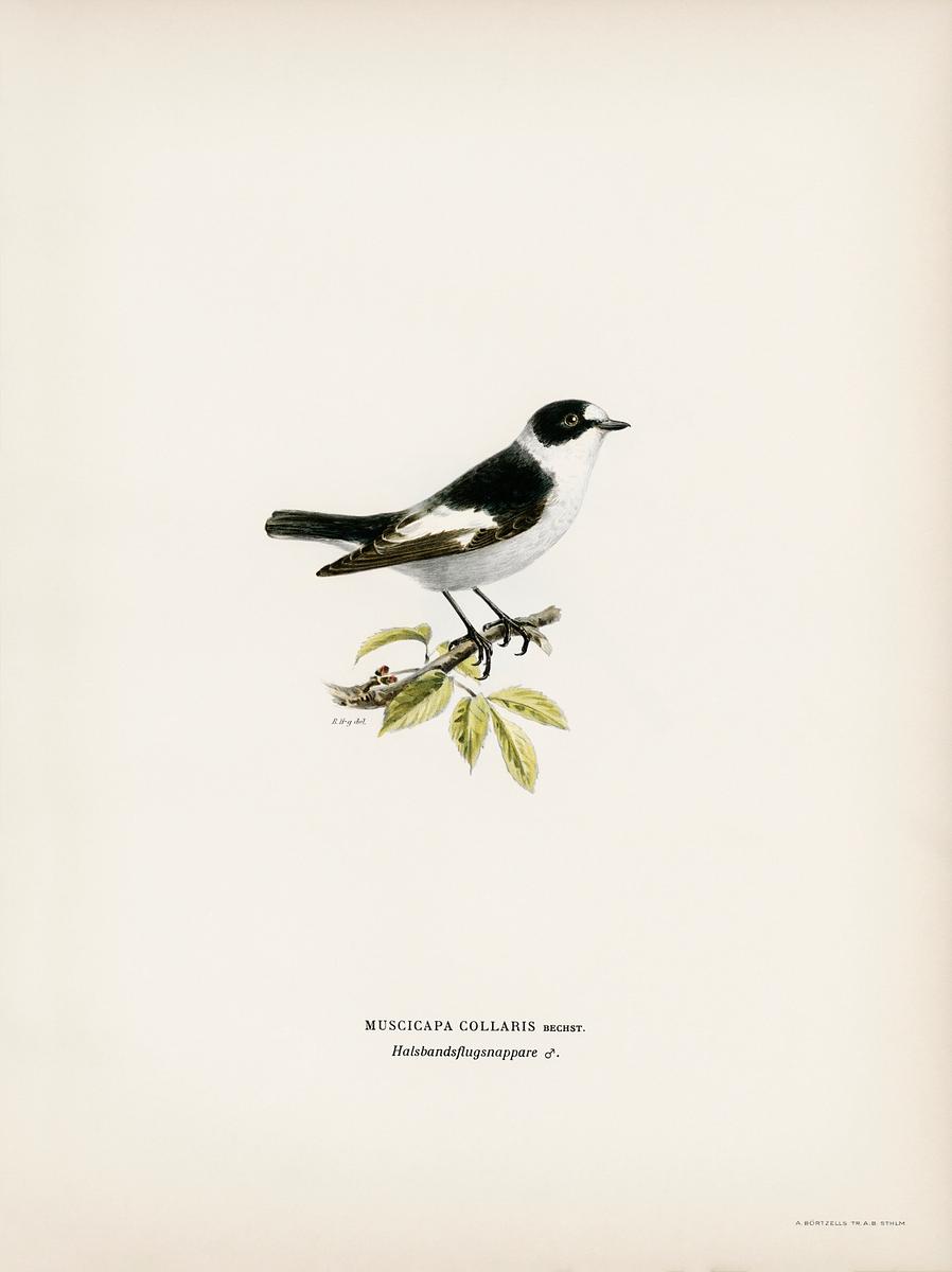 Collared flycatcher (Muscicapa collaris)… | Free public domain illustration Collared flycatcher (Muscicapa collaris) illustrated by the von Wright brothers. Digitally enhanced from our own 1929 folio…