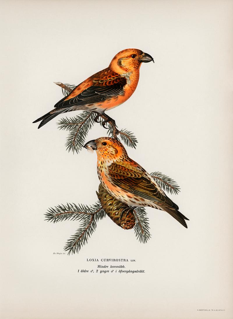 Red crossbill (Loxia curvirostra bird) illustrated by the von Wright brothers. Digitally enhanced from our own 1929 folio version of Svenska Fåglar Efter Naturen Och Pa Sten Ritade. Red crossbill (Loxia curvirostra bird) illustrated by the von Wright brothers. Digitally enhanced from our own 1929 folio…