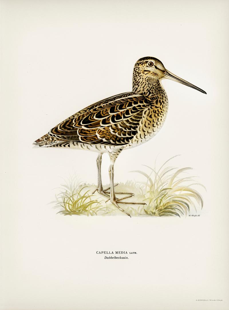 Great snipe (Capella media) illustrated by the von Wright brothers. Digitally enhanced from our own 1929 folio version of Svenska Fåglar Efter Naturen Och Pa Sten Ritade. Great snipe (Capella media) illustrated by the von Wright brothers. Digitally enhanced from our own 1929 folio version of…