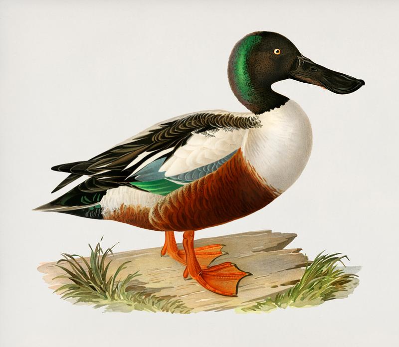Cinnamon teal duck Cinnamon teal (Spatula cyanoptera) illustrated by the von Wright brothers. Digitally enhanced from our own 1929 folio version…
