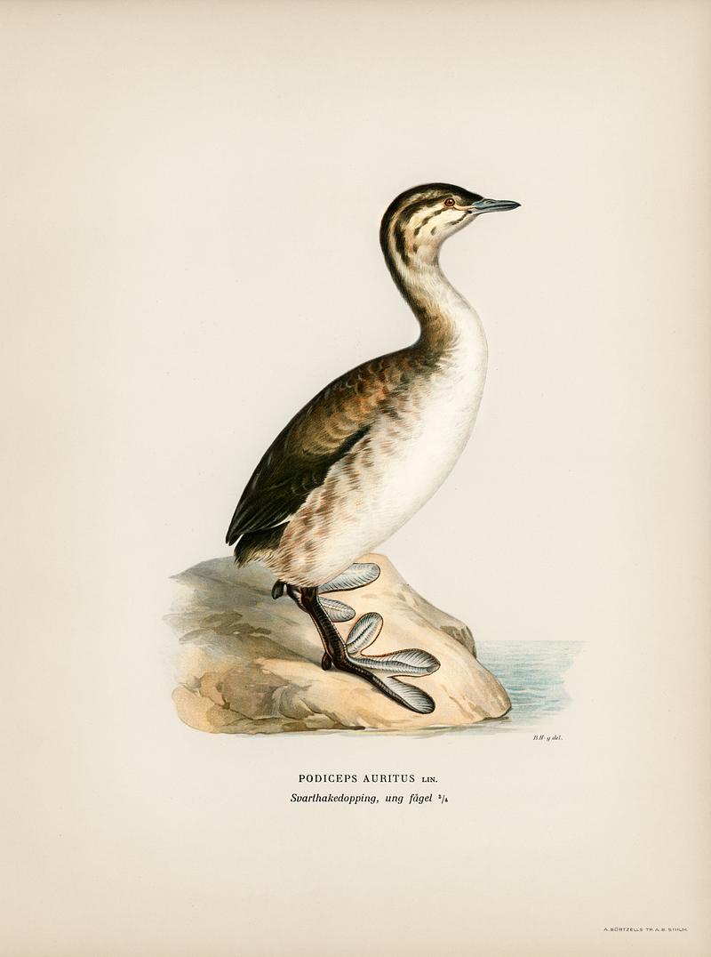 Young horned grebe (Podiceps auritus) illustrated by the von Wright brothers. Digitally enhanced from our own 1929 folio version of Svenska Fåglar Efter Naturen Och Pa Sten Ritade. Young horned grebe (Podiceps auritus) illustrated by the von Wright brothers. Digitally enhanced from our own 1929 folio…