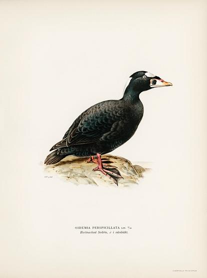 Surf Scoter male (Oidemia perspicillata) illustrated by the von Wright brothers. Digitally enhanced from our own 1929 folio version of Svenska Fåglar Efter Naturen Och Pa Sten Ritade. Surf Scoter male (Oidemia perspicillata) illustrated by the von Wright brothers. Digitally enhanced from our own 1929 folio…
