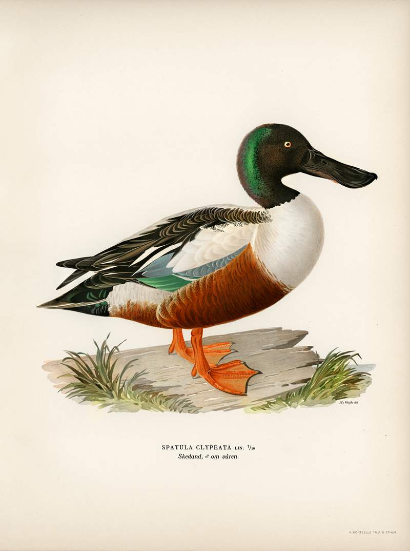 Cinnamon teal (Spatula cyanoptera) illustrated by the von Wright brothers. Digitally enhanced from our own 1929 folio version…