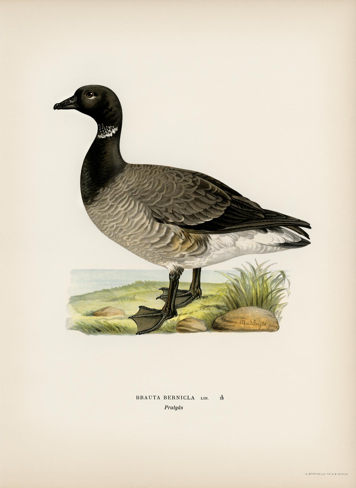 Brant Goose (Branta bernicla) illustrated by the von Wright brothers. Digitally enhanced from our own 1929 folio version of... Brant Goose (Branta bernicla) illustrated by the von Wright brothers. Digitally enhanced from our own 1929 folio version of...