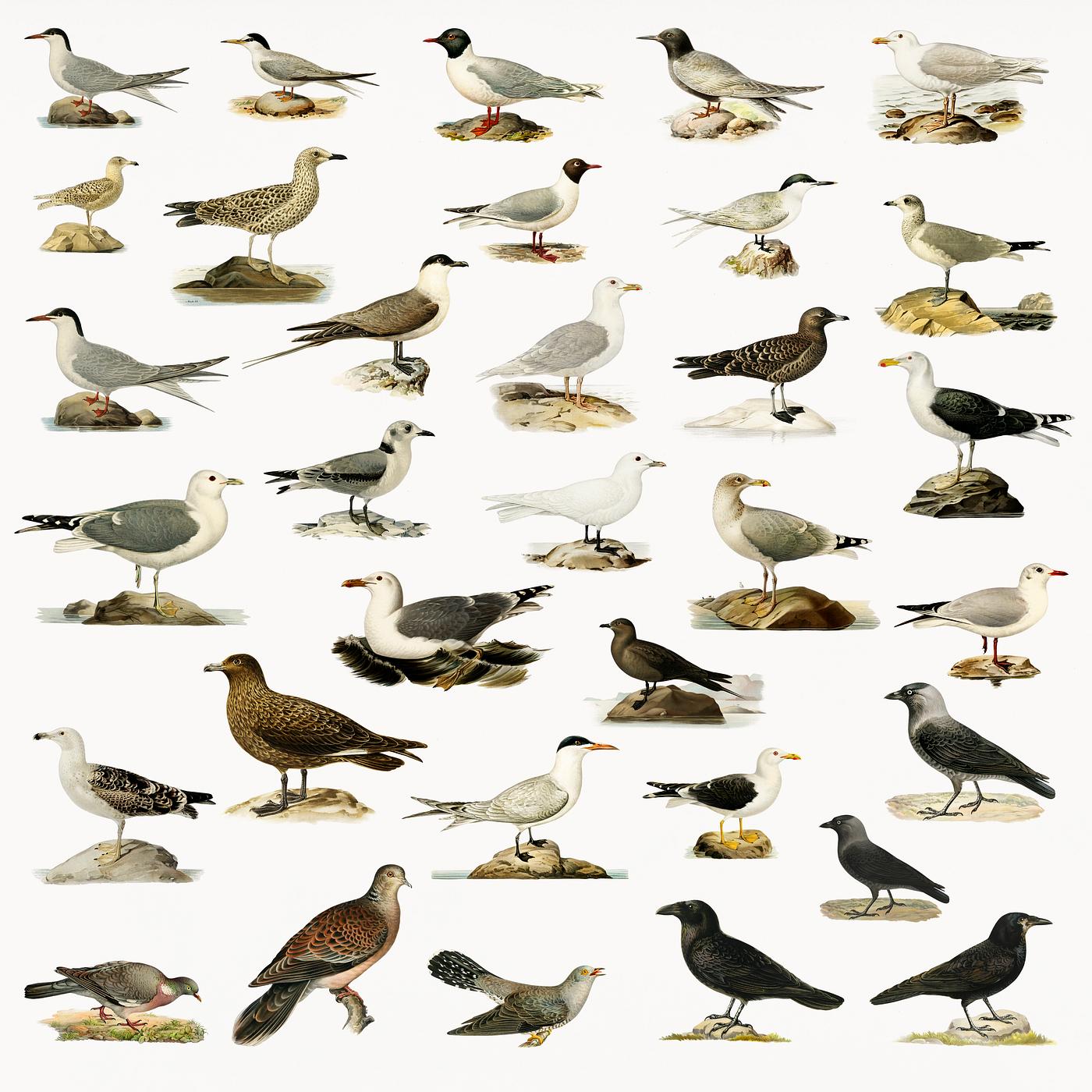Hand drawing of birds collection illustrated by the von Wright brothers. Digitally enhanced from our own 1929 folio version... Hand drawing of birds collection illustrated by the von Wright brothers. Digitally enhanced from our own 1929 folio version...