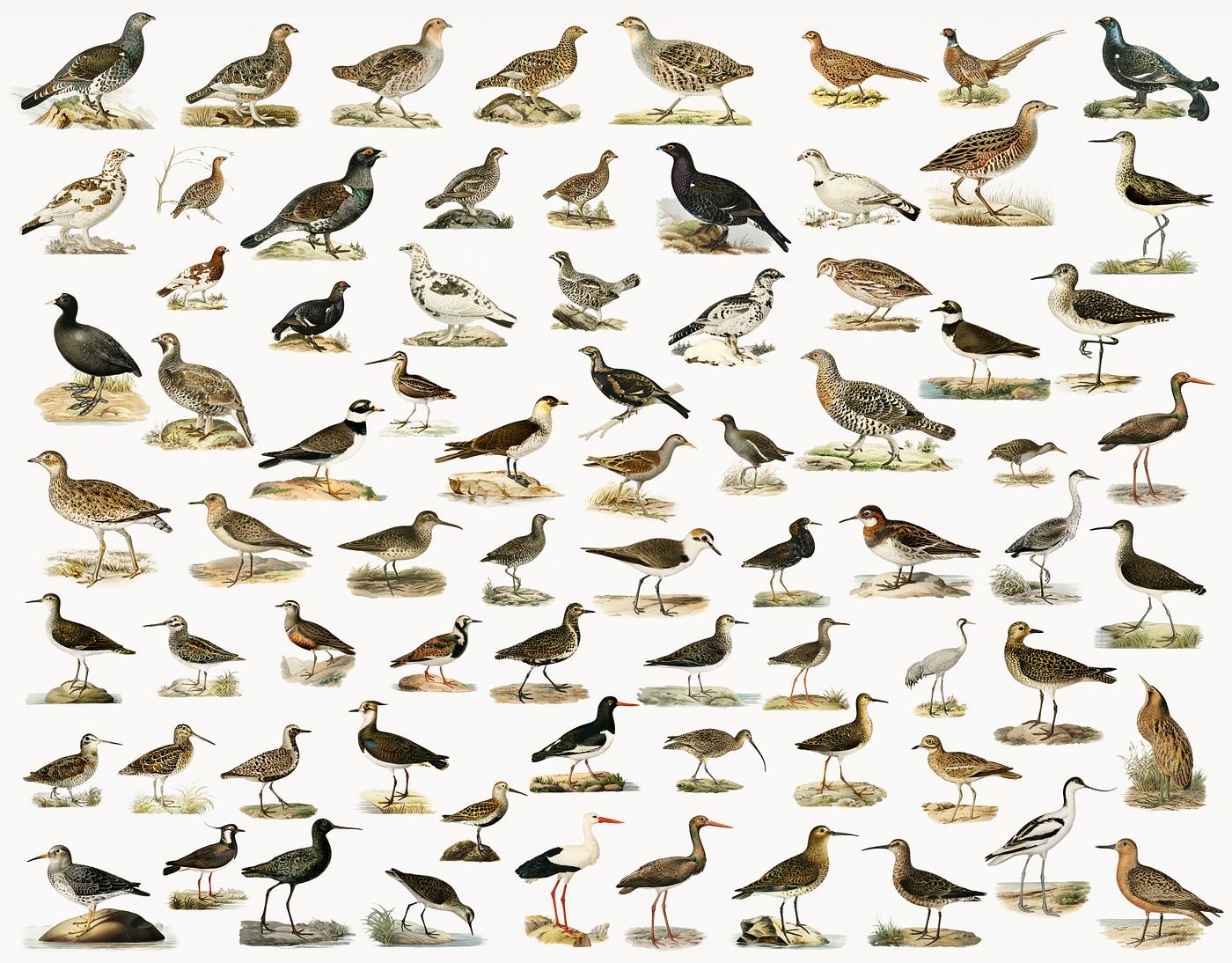 Different types ofbirds illustrated by the von Wright brothers. Digitally enhanced from our own 1929 folio version of... Different types ofbirds illustrated by the von Wright brothers. Digitally enhanced from our own 1929 folio version of...