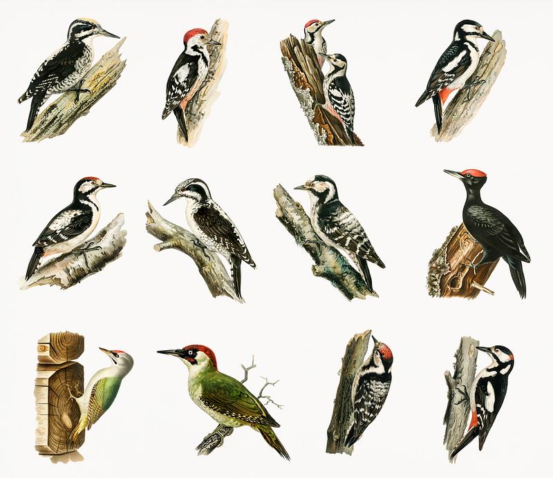 Different types ofbirds illustrated by the von Wright brothers. Digitally enhanced from our own 1929 folio version of Svenska Fåglar Efter Naturen Och Pa Sten Ritade. Different types ofbirds illustrated by the von Wright brothers. Digitally enhanced from our own 1929 folio version of Svenska…