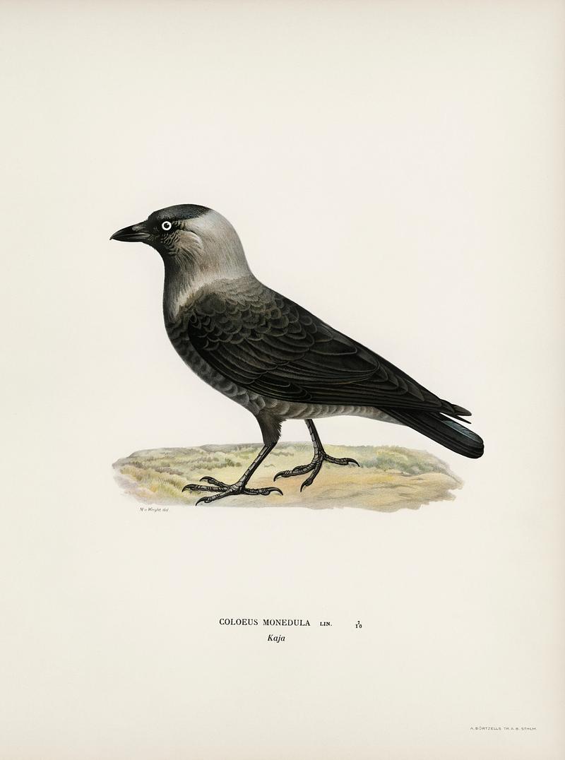 Western jackdaw (Coloeus monedula) illustrated by the von Wright brothers. Digitally enhanced from our own 1929 folio version of Svenska Fåglar Efter Naturen Och Pa Sten Ritade. Western jackdaw (Coloeus monedula) illustrated by the von Wright brothers. Digitally enhanced from our own 1929 folio version…