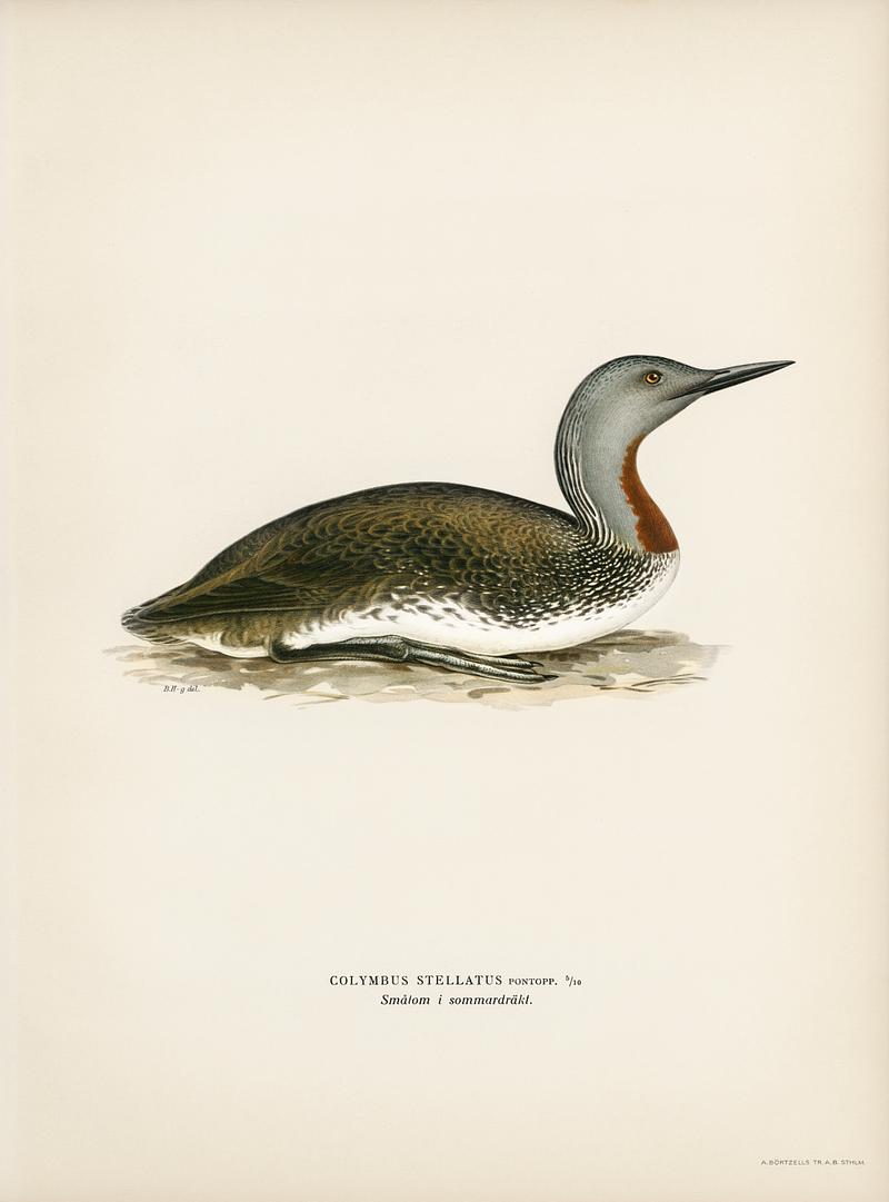 Red-throated loon (Colymbus Stellatus) illustrated by the von Wright brothers. Digitally enhanced from our own 1929 folio version of Svenska Fåglar Efter Naturen Och Pa Sten Ritade. Red-throated loon (Colymbus Stellatus) illustrated by the von Wright brothers. Digitally enhanced from our own 1929 folio…