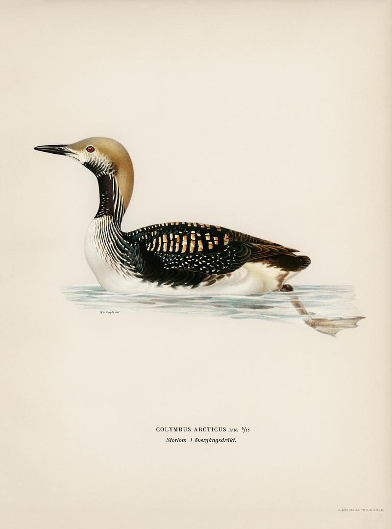 Black-throated loon (Colymbus arcticus) illustrated by the von Wright brothers. Digitally enhanced from our own 1929 folio version of Svenska Fåglar Efter Naturen Och Pa Sten Ritade. Black-throated loon (Colymbus arcticus) illustrated by the von Wright brothers. Digitally enhanced from our own 1929 folio…