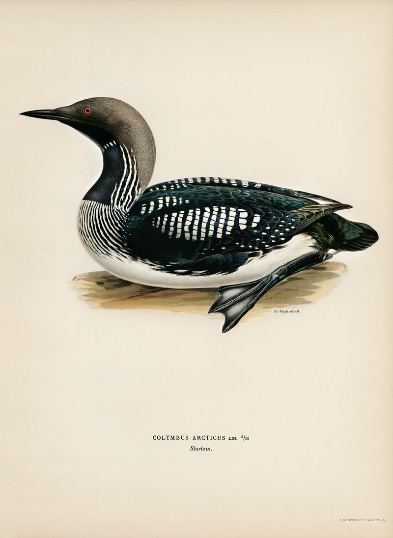 Black-throated loon (Colymbus Arcticus) illustrated by the von Wright brothers. Digitally enhanced from our own 1929 folio version of Svenska Fåglar Efter Naturen Och Pa Sten Ritade. Black-throated loon (Colymbus Arcticus) illustrated by the von Wright brothers. Digitally enhanced from our own 1929 folio…