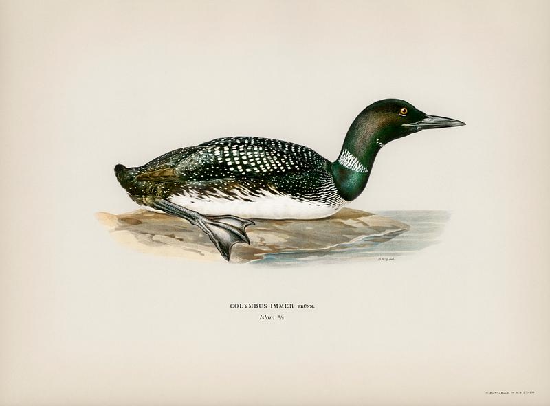 Common loon (Colymbus immer) illustrated by the von Wright brothers. Digitally enhanced from our own 1929 folio version of Svenska Fåglar Efter Naturen Och Pa Sten Ritade. Common loon (Colymbus immer) illustrated by the von Wright brothers. Digitally enhanced from our own 1929 folio version of…