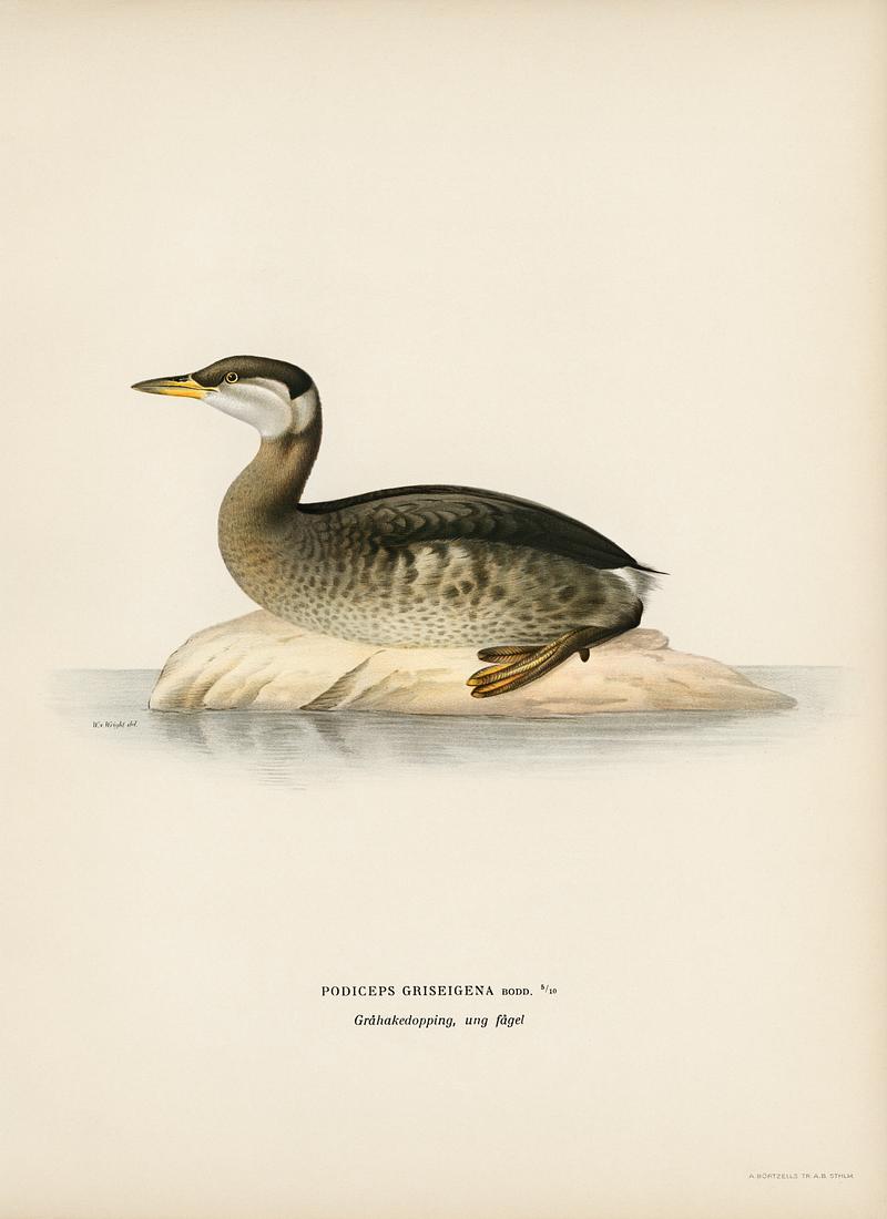 Young red-necked grebe (Podiceps grisegena) illustrated by the von Wright brothers. Digitally enhanced from our own 1929 folio version of Svenska Fåglar Efter Naturen Och Pa Sten Ritade. Young red-necked grebe (Podiceps grisegena) illustrated by the von Wright brothers. Digitally enhanced from our own 1929…