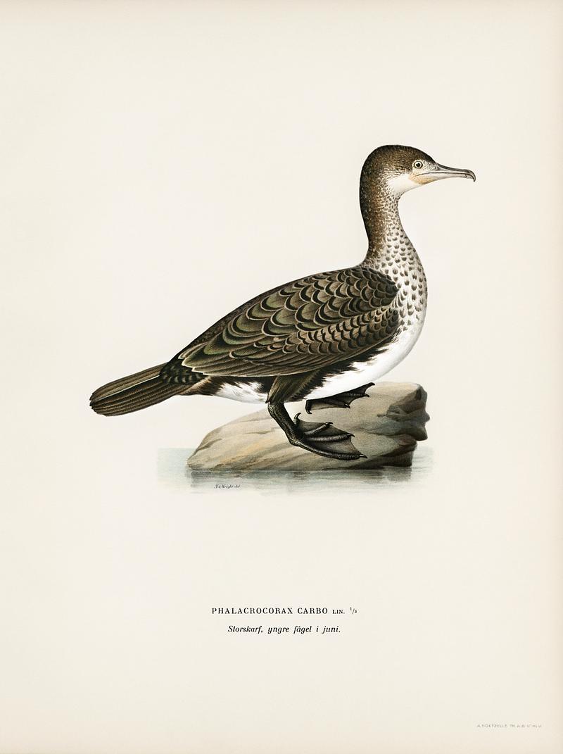 Great cormorant (Phalacrocorax Carbo) illustrated by the von Wright brothers. Digitally enhanced from our own 1929 folio version of Svenska Fåglar Efter Naturen Och Pa Sten Ritade.) Great cormorant (Phalacrocorax Carbo) illustrated by the von Wright brothers. Digitally enhanced from our own 1929 folio…