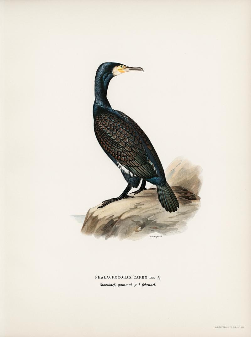 Great cormoran (Phalacrocorax Carbo) illustrated by the von Wright brothers. Digitally enhanced from our own 1929 folio version of Svenska Fåglar Efter Naturen Och Pa Sten Ritade. Great cormoran (Phalacrocorax Carbo) illustrated by the von Wright brothers. Digitally enhanced from our own 1929 folio…