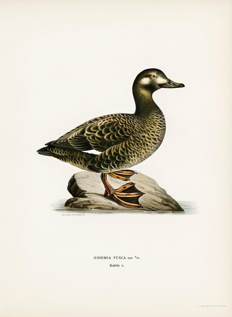 Velvet Scoter female (Oidemia fusca) illustrated by the von Wright brothers. Digitally enhanced from our own 1929 folio version of Svenska Fåglar Efter Naturen Och Pa Sten Ritade. Velvet Scoter female (Oidemia fusca) illustrated by the von Wright brothers. Digitally enhanced from our own 1929 folio…