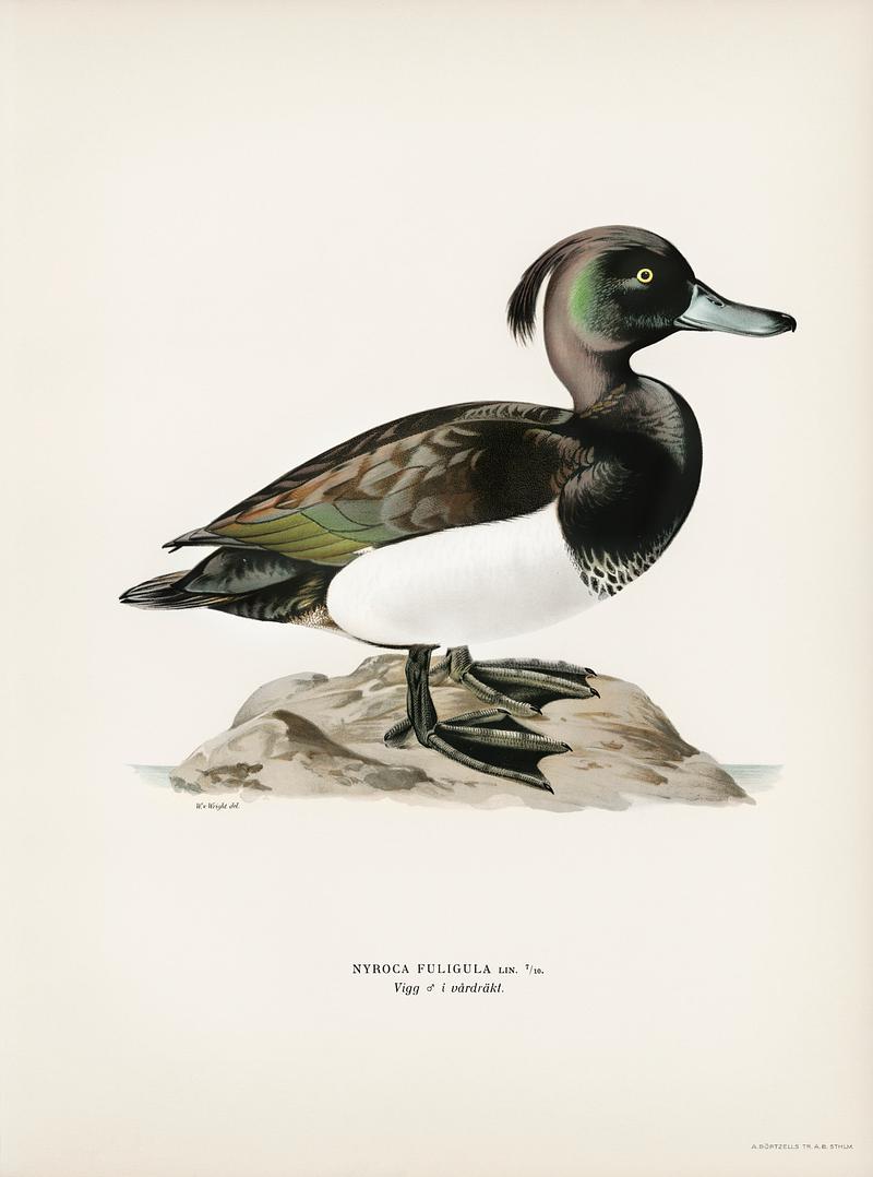Ferruginous duck male (Nyroca fuligule) illustrated by the von Wright brothers. Digitally enhanced from our own 1929 folio version of Svenska Fåglar Efter Naturen Och Pa Sten Ritade. Ferruginous duck male (Nyroca fuligule) illustrated by the von Wright brothers. Digitally enhanced from our own 1929 folio…