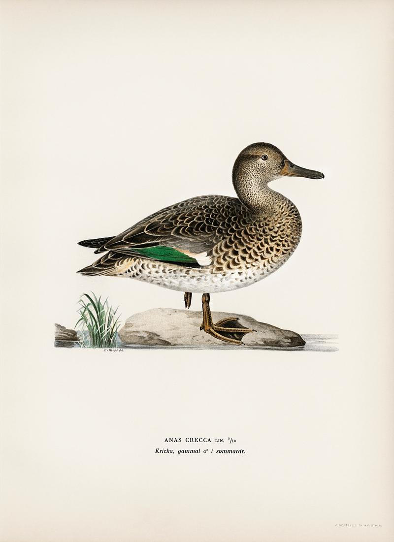 Teal (Anas crecca) illustrated by the von Wright brothers. Digitally enhanced from our own 1929 folio version of Svenska Fåglar Efter Naturen Och Pa Sten Ritade. Teal (Anas crecca) illustrated by the von Wright brothers. Digitally enhanced from our own 1929 folio version of Svenska…