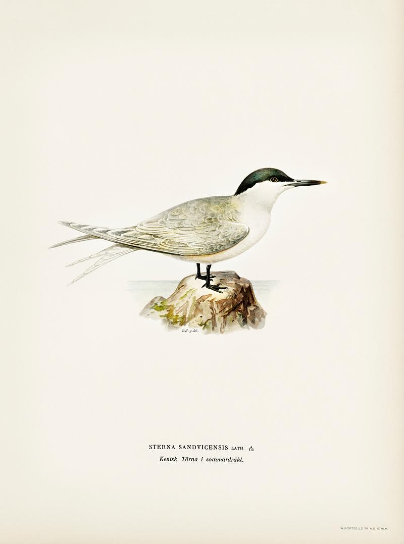 Sandwich tern (Sterna sandvicensis) illustrated by the von Wright brothers. Digitally enhanced from our own 1929 folio version of Svenska Fåglar Efter Naturen Och Pa Sten Ritade. Sandwich tern (Sterna sandvicensis) illustrated by the von Wright brothers. Digitally enhanced from our own 1929 folio…