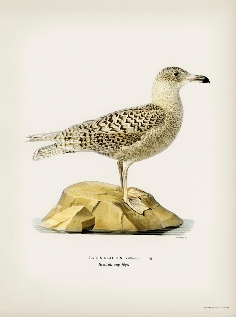 Glaucous gull (Larus glaucus) illustrated by the von Wright brothers. Digitally enhanced from our own 1929 folio version of Svenska Fåglar Efter Naturen Och Pa Sten Ritade. Glaucous gull (Larus glaucus) illustrated by the von Wright brothers. Digitally enhanced from our own 1929 folio version of…