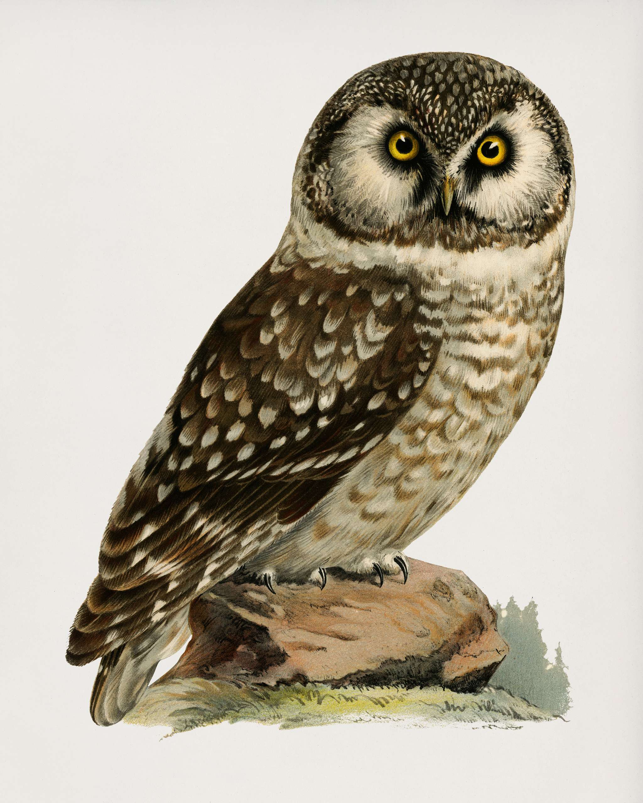 Boreal Owl, Tengmalm's Owl (Aegolius funereus) illustrated by the von Wright brothers. Digitally enhanced from our own... Boreal Owl, Tengmalm's Owl (Aegolius funereus) illustrated by the von Wright brothers. Digitally enhanced from our own...