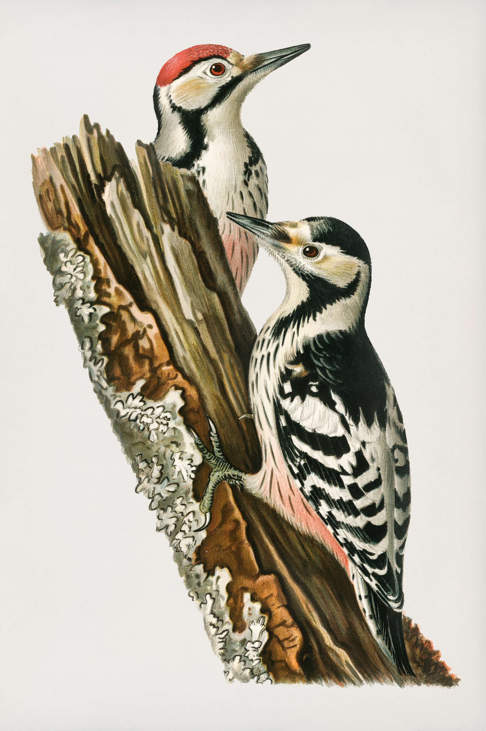 White-backed woodpecker 1♀ , 2♂ (Dryobates leucotus) illustrated by the von Wright brothers. Digitally enhanced from our own... White-backed woodpecker 1♀ , 2♂ (Dryobates leucotus) illustrated by the von Wright brothers. Digitally enhanced from our own...