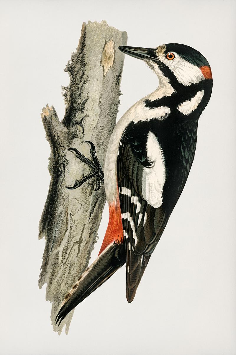Great spotted woodpecker-male (Dryobates major) illustrated by the von Wright brothers. Digitally enhanced from our own 1929 folio version of Svenska Fåglar Efter Naturen Och Pa Sten Ritade. Great spotted woodpecker-male (Dryobates major) illustrated by the von Wright brothers. Digitally enhanced from our own 1929…