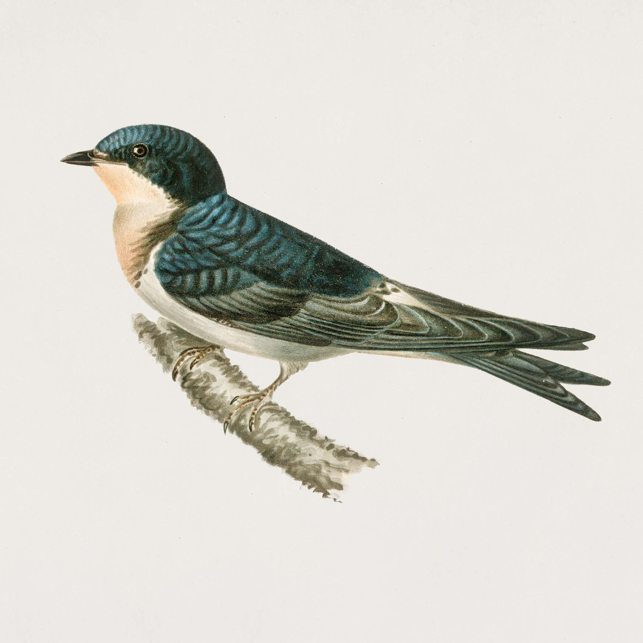 Hybrid between common house-martin and barn swallow (Chelidon rustica L.xHirundo urbica) illustrated by the von Wright... Hybrid between common house-martin and barn swallow (Chelidon rustica L.xHirundo urbica) illustrated by the von Wright...