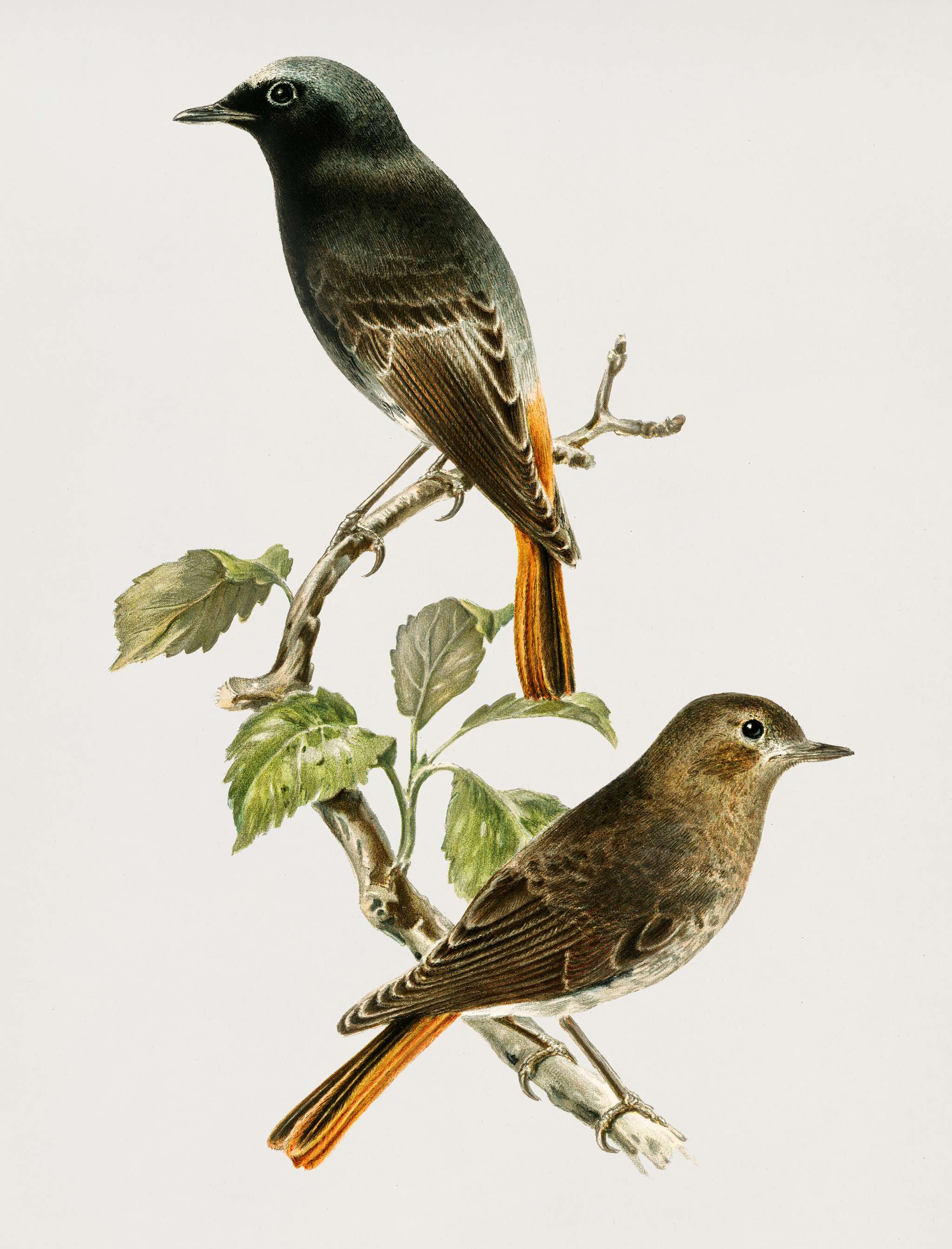 European black redstart (Phoenicurus ochruros gibraltariensis) illustrated by the von Wright brothers. Digitally enhanced... European black redstart (Phoenicurus ochruros gibraltariensis) illustrated by the von Wright brothers. Digitally enhanced...