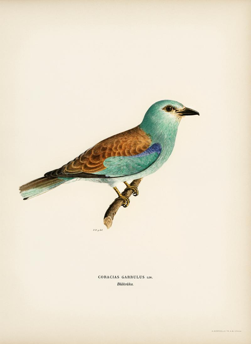European roller (CORACIAS GARRULUS) illustrated by the von Wright brothers. Digitally enhanced from our own 1929 folio version of Svenska Fåglar Efter Naturen Och Pa Sten Ritade. European roller (CORACIAS GARRULUS) illustrated by the von Wright brothers. Digitally enhanced from our own 1929 folio…