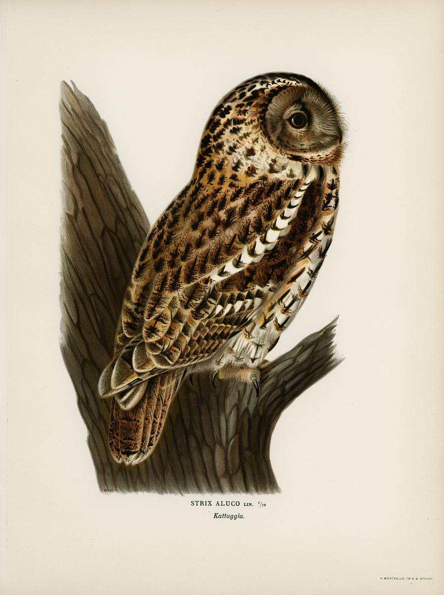 Strix aluco (Tawny owl) illustrated by the… | Free public domain illustration Strix aluco (Tawny owl) illustrated by the von Wright brothers. Digitally enhanced from our own 1929 folio version of Svenska…