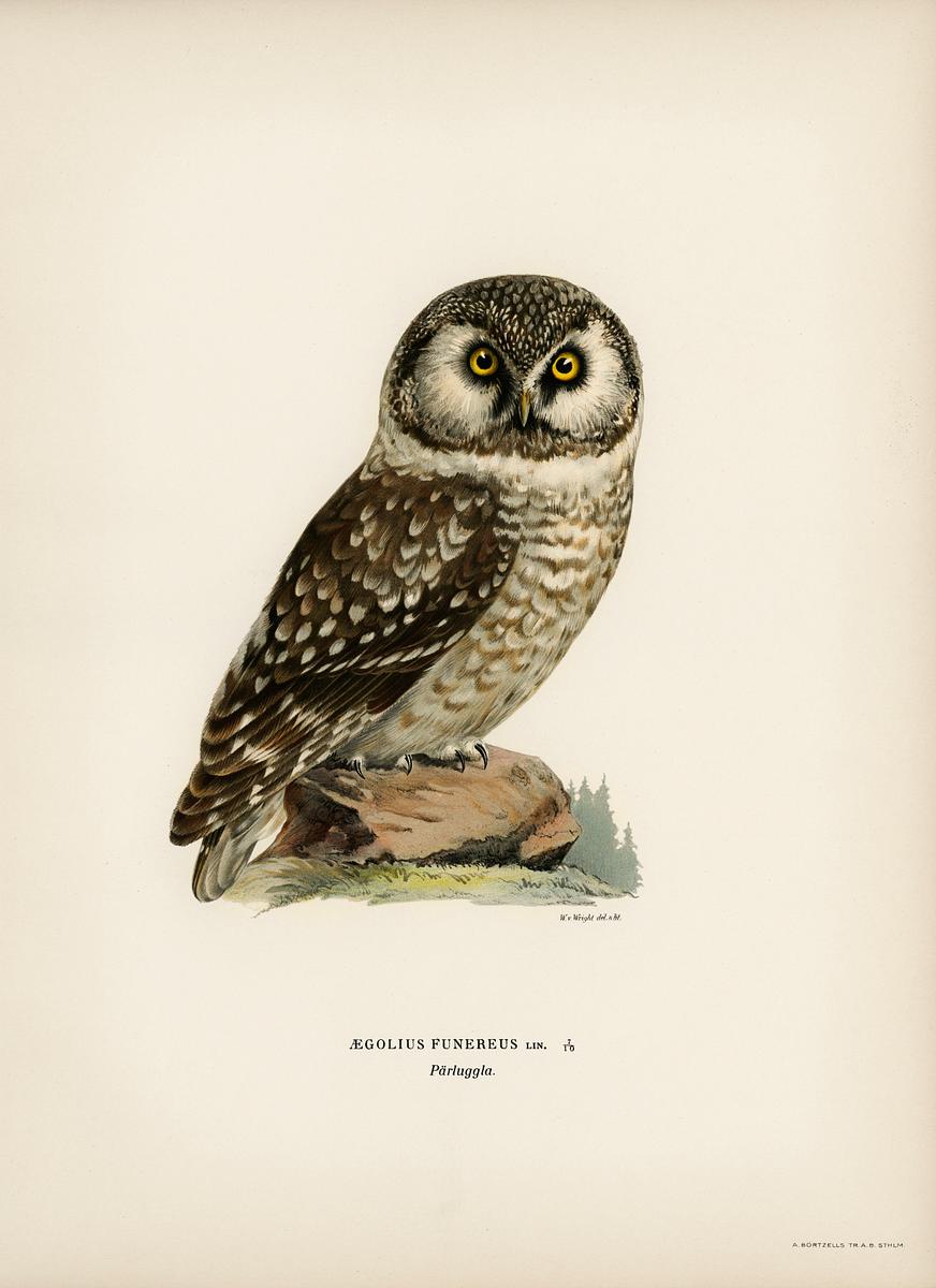 Boreal Owl, Tengmalm's Owl (Aegolius… | Free public domain illustration Boreal Owl, Tengmalm's Owl (Aegolius funereus) illustrated by the von Wright brothers. Digitally enhanced from our own 1929…