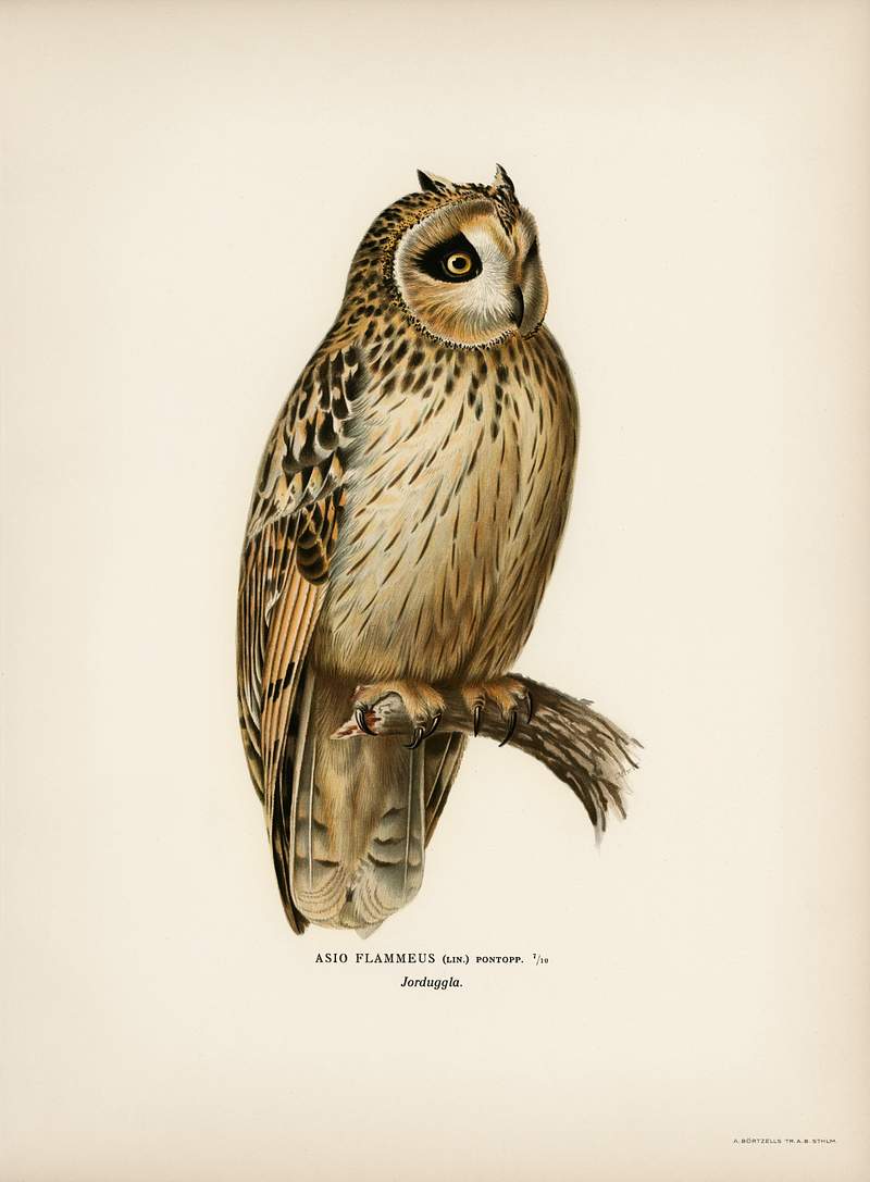 Short-eared Owl (Asio flammeus) illustrated by the von Wright brothers. Digitally enhanced from our own 1929 folio version of…