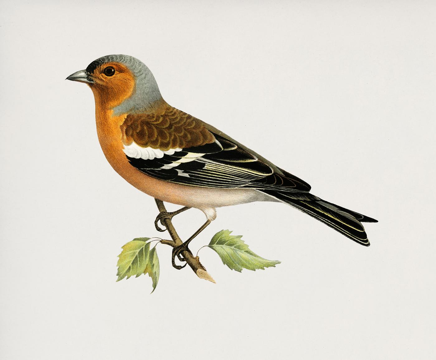 Chaffinch male (Fringilla coelebs) illustrated by the von Wright brothers. Digitally enhanced from our own 1929 folio... Chaffinch male (Fringilla coelebs) illustrated by the von Wright brothers. Digitally enhanced from our own 1929 folio...