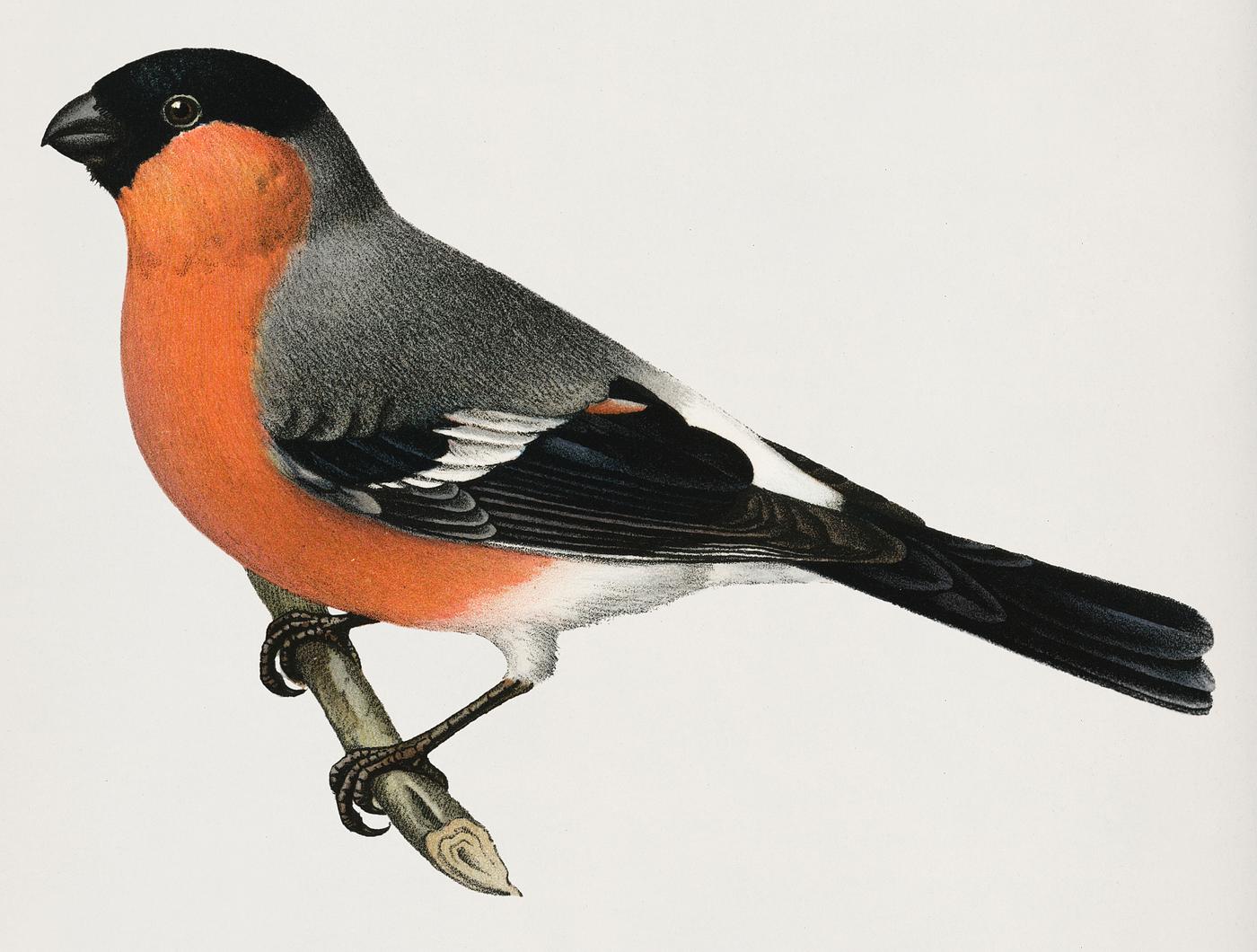 Eurasian bullfinch♀ (Pyrrhula pyrrhulav) illustrated by the von Wright brothers. Digitally enhanced from our own 1929 folio... Eurasian bullfinch♀ (Pyrrhula pyrrhulav) illustrated by the von Wright brothers. Digitally enhanced from our own 1929 folio...