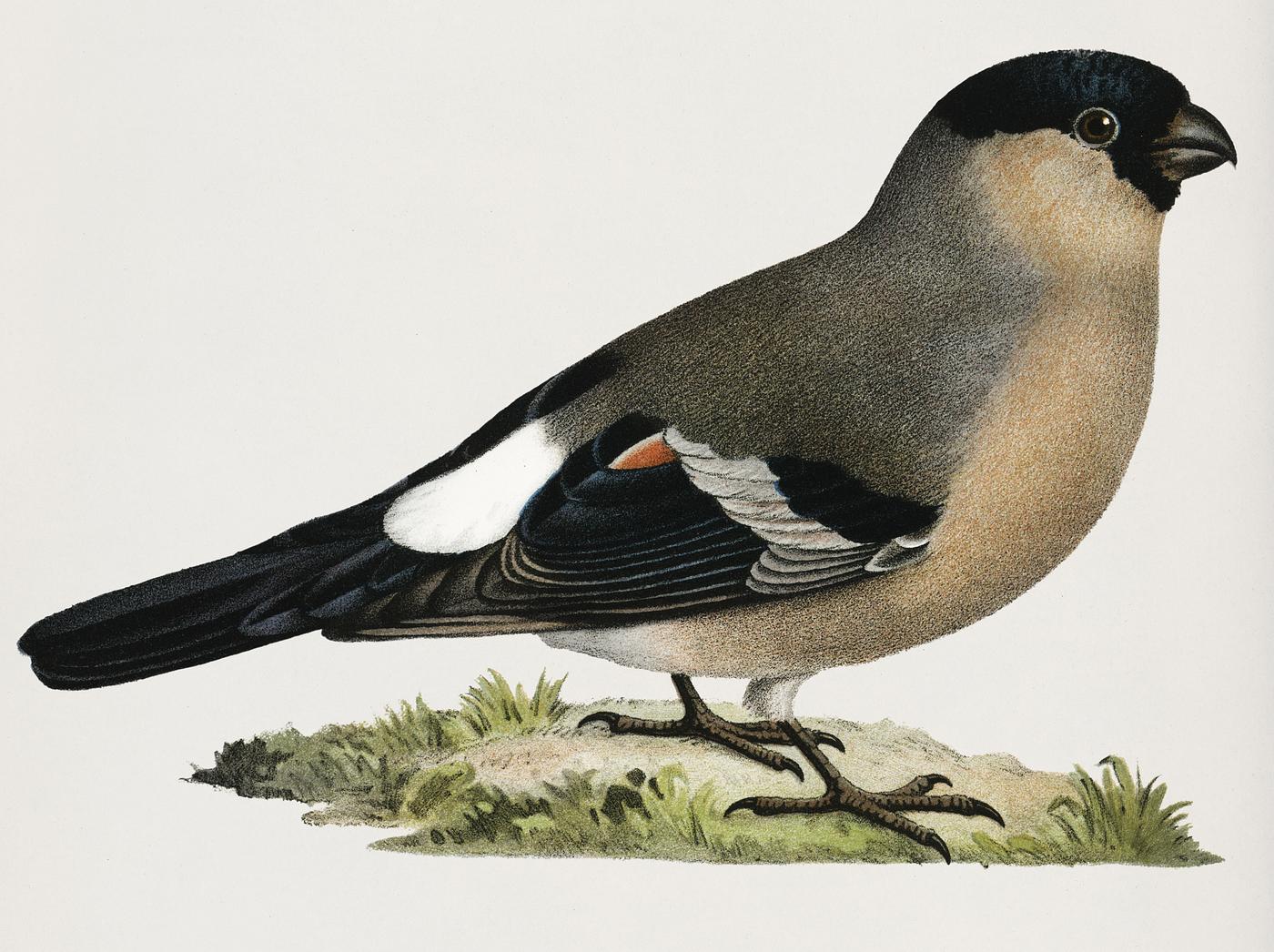 Eurasian bullfinch (Pyrrhula pyrrhula) illustrated by the von Wright brothers. Digitally enhanced from our own 1929 folio... Eurasian bullfinch (Pyrrhula pyrrhula) illustrated by the von Wright brothers. Digitally enhanced from our own 1929 folio...