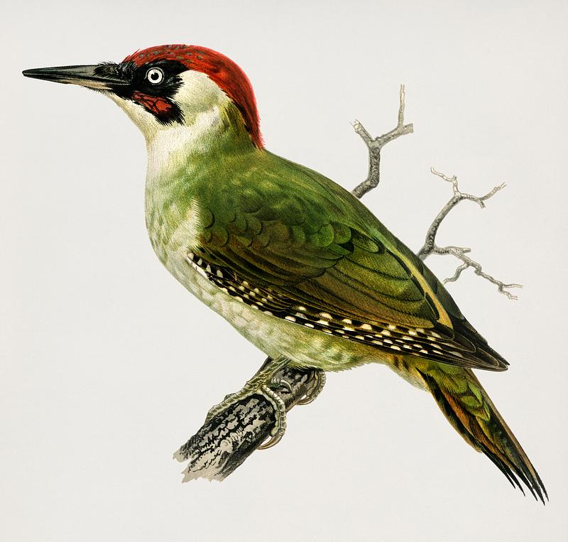 Picus viridis bird Picus viridis ♂ illustrated by the von Wright brothers. Digitally enhanced from our own 1929 folio version of Svenska…
