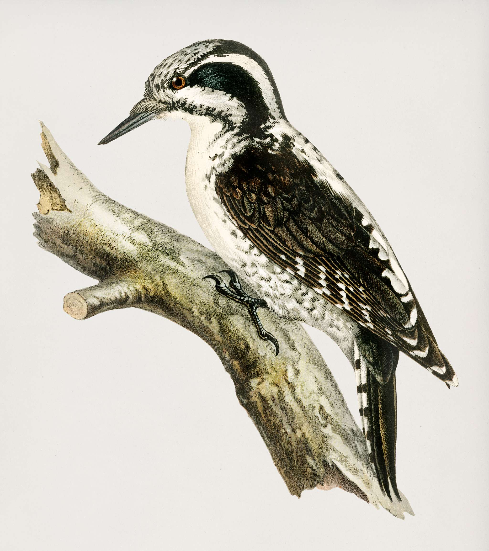 Three-toed woodpecker (Picoides Tridactylus) illustrated by the von Wright brothers. Digitally enhanced from our own 1929... Three-toed woodpecker (Picoides Tridactylus) illustrated by the von Wright brothers. Digitally enhanced from our own 1929...