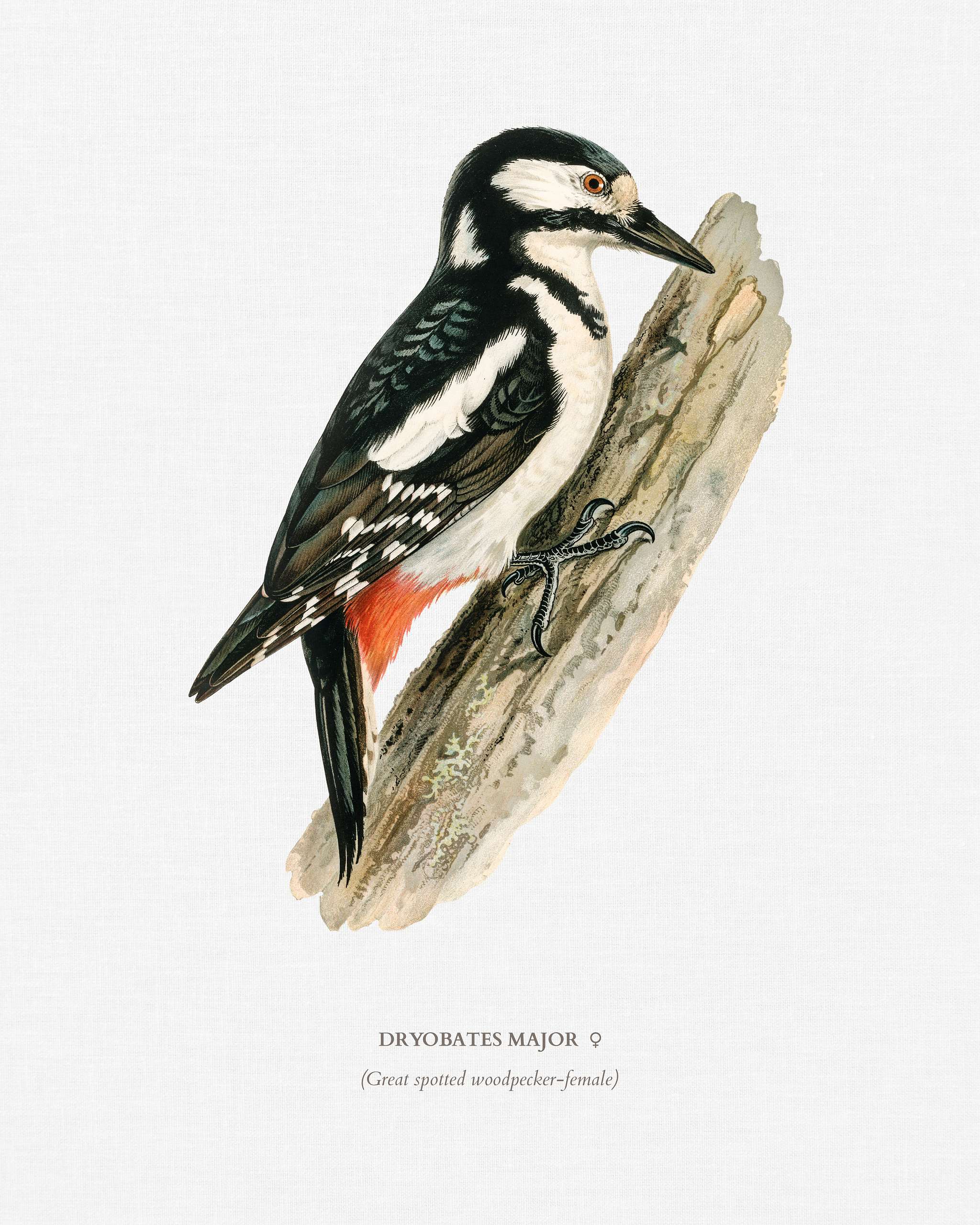 Great spotted woodpecker-female ♀ (Dryobates major) illustrated by the von Wright brothers. Digitally enhanced from our own... Great spotted woodpecker-female ♀ (Dryobates major) illustrated by the von Wright brothers. Digitally enhanced from our own...
