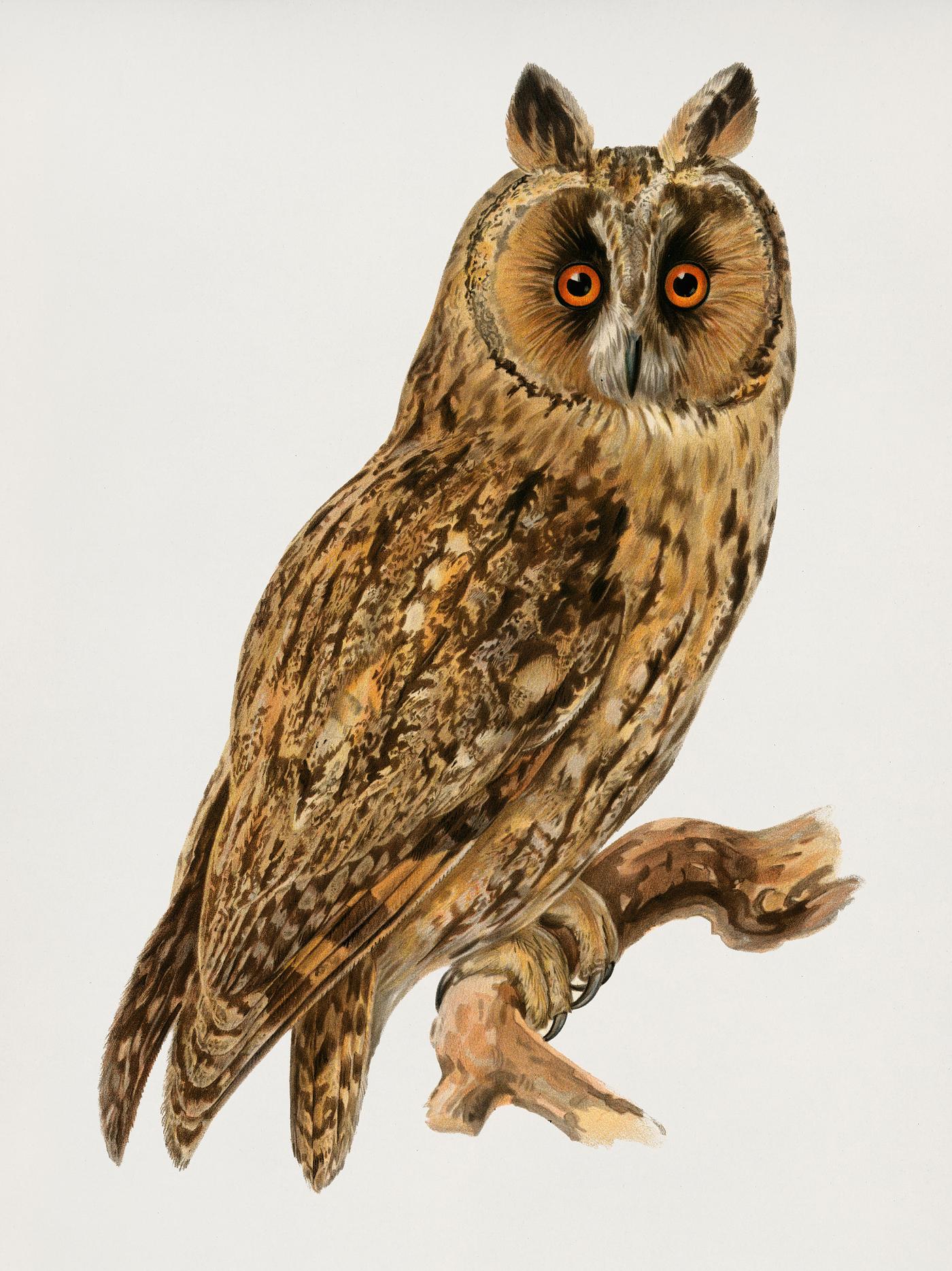 Asio otus owl illustrated by the von Wright brothers. Digitally enhanced from our own 1929 folio version of Svenska Få... Asio otus owl illustrated by the von Wright brothers. Digitally enhanced from our own 1929 folio version of Svenska Få...