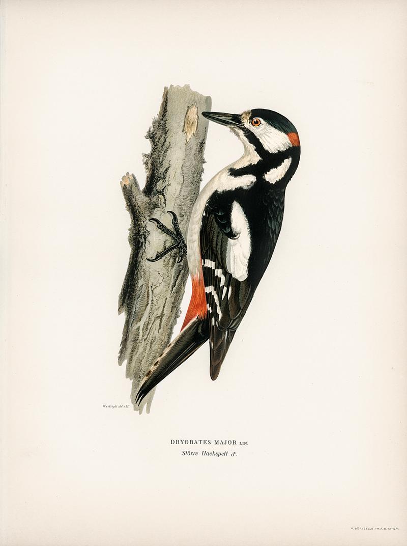 Great spotted woodpecker-male (Dryobates major) illustrated by the von Wright brothers. Digitally enhanced from our own 1929 folio version of Svenska Fåglar Efter Naturen Och Pa Sten Ritade. Great spotted woodpecker-male (Dryobates major) illustrated by the von Wright brothers. Digitally enhanced from our own 1929…