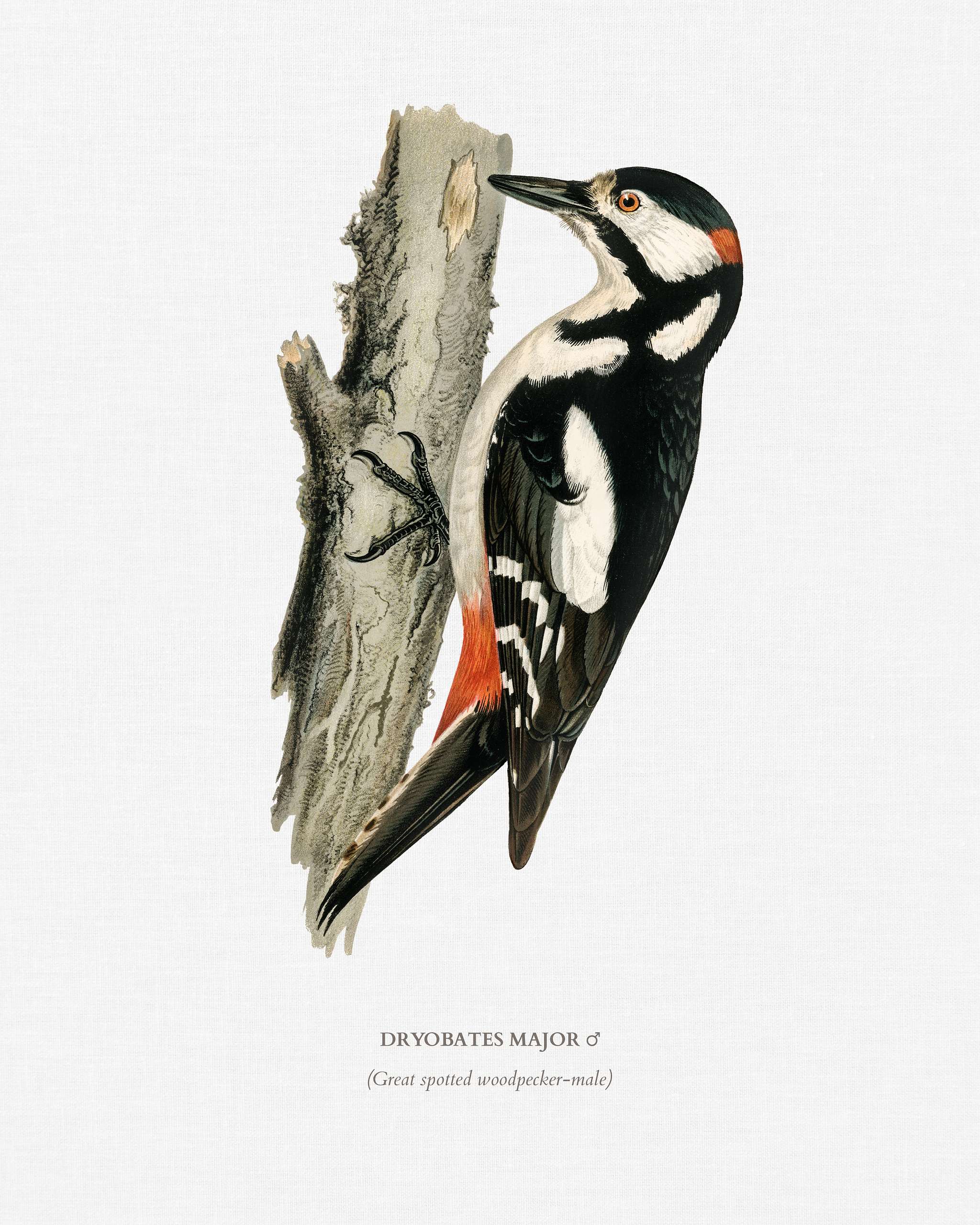 Great spotted woodpecker-male (Dryobates major) illustrated by the von Wright brothers. Digitally enhanced from our own 1929... Great spotted woodpecker-male (Dryobates major) illustrated by the von Wright brothers. Digitally enhanced from our own 1929...