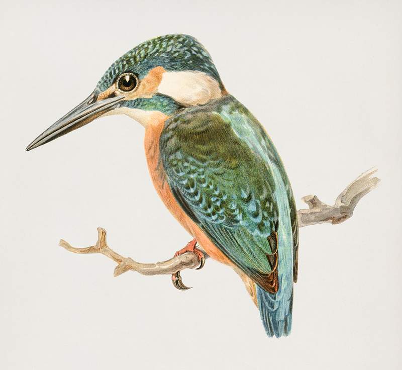 Alcedo ispida bird | Royalty free stock psd mockup | High Resolution design Alcedo ispida illustrated by the von Wright brothers. Digitally enhanced from our own 1929 folio version of Svenska…