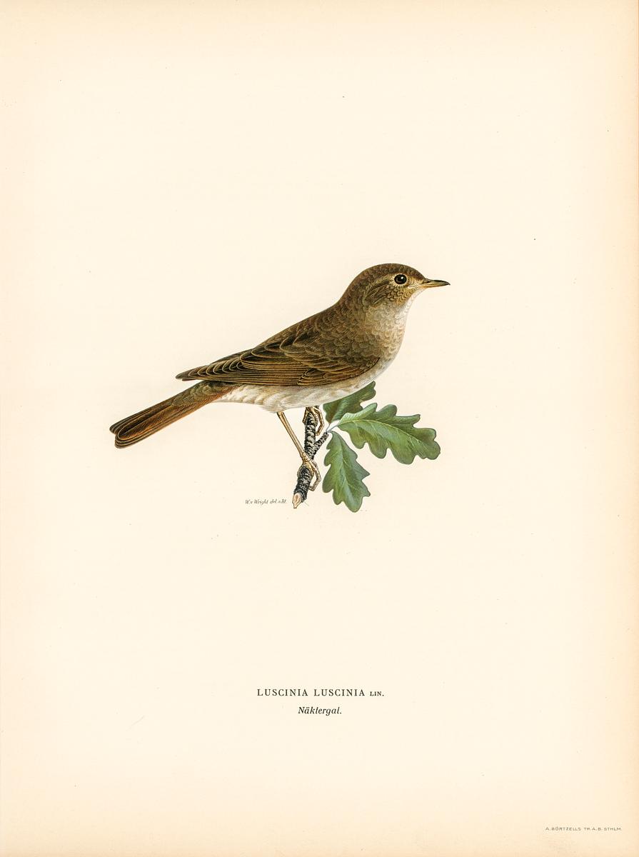 Thrush Nightingale (Luscinia luscinia)… | Free public domain illustration Thrush Nightingale (Luscinia luscinia) illustrated by the von Wright brothers. Digitally enhanced from our own 1929 folio…
