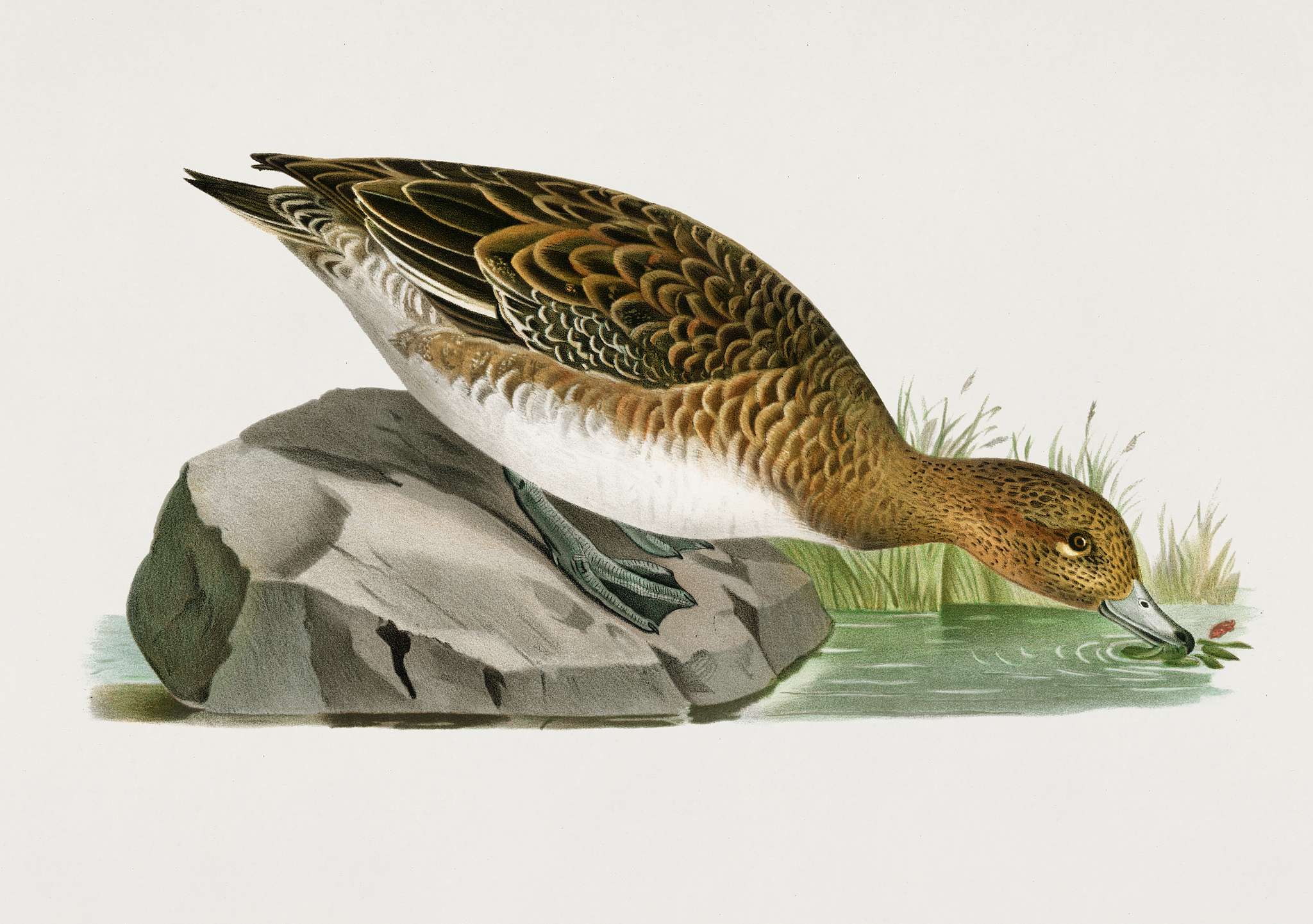 Eurasian wigeon female (Anas(mereca) penelope) illustrated by the von Wright brothers. Digitally enhanced from our own 1929... Eurasian wigeon female (Anas(mereca) penelope) illustrated by the von Wright brothers. Digitally enhanced from our own 1929...