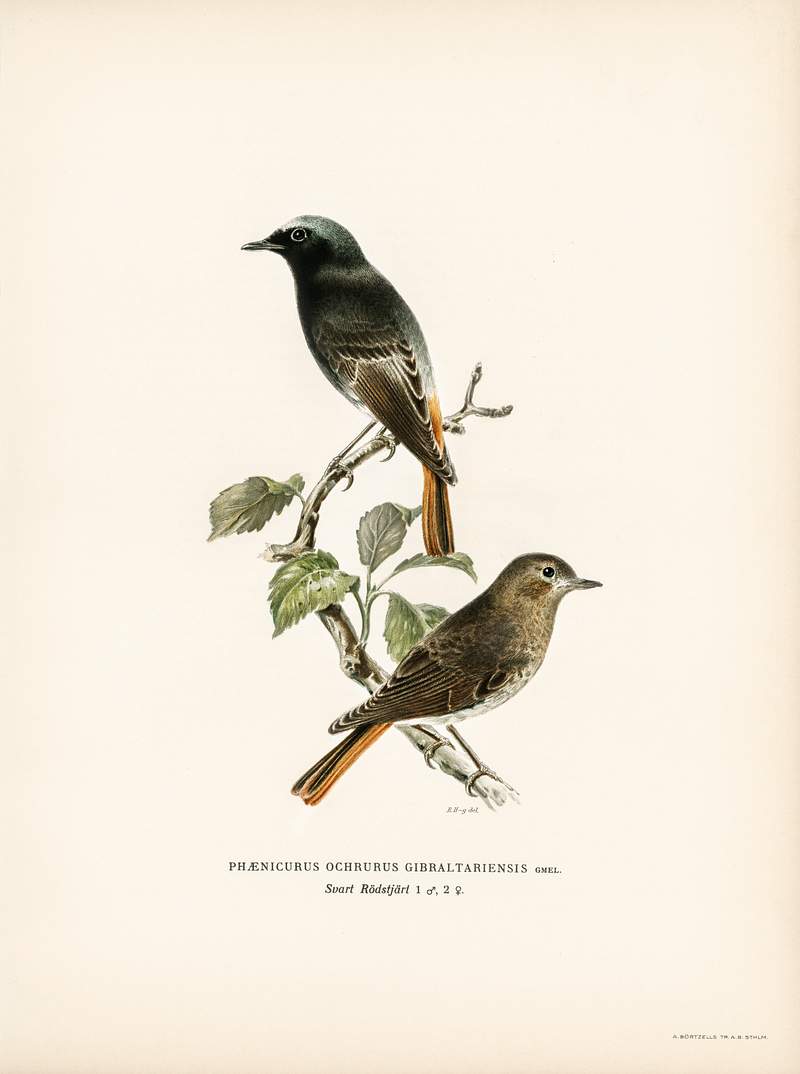 European black redstart (phoenicurus ochruros gibraltariensis) illustrated by the von Wright brothers. Digitally enhanced…