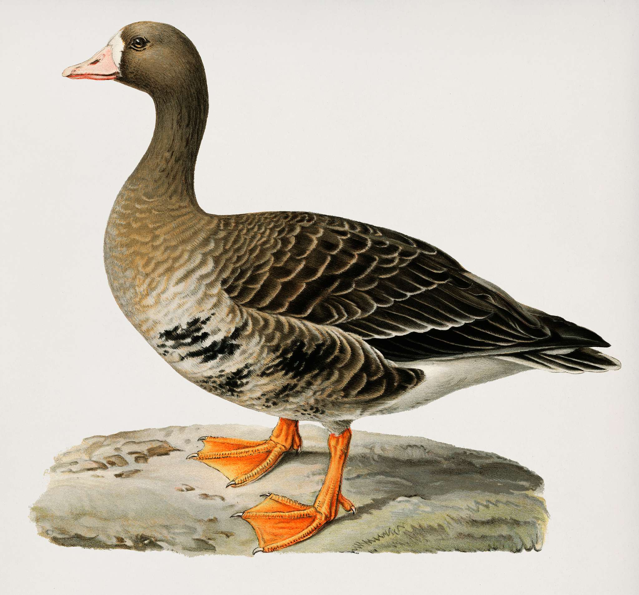 Greater White-fronted Goose (Anser albifrons) illustrated by the von Wright brothers. Digitally enhanced from our own 1929... Greater White-fronted Goose (Anser albifrons) illustrated by the von Wright brothers. Digitally enhanced from our own 1929...